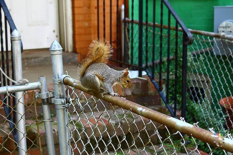 Squirrel, Washington, D.C